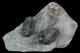 Cluster Of Three Austerops Trilobite - Jorf, Morocco #127721-2